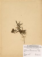 藏品(臺灣龍膽)的圖片